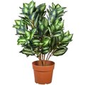 National Target Company National Tree LH8-700-30 30 in. Green & Brown Potted Artificial Hosta Plant LH8-700-30